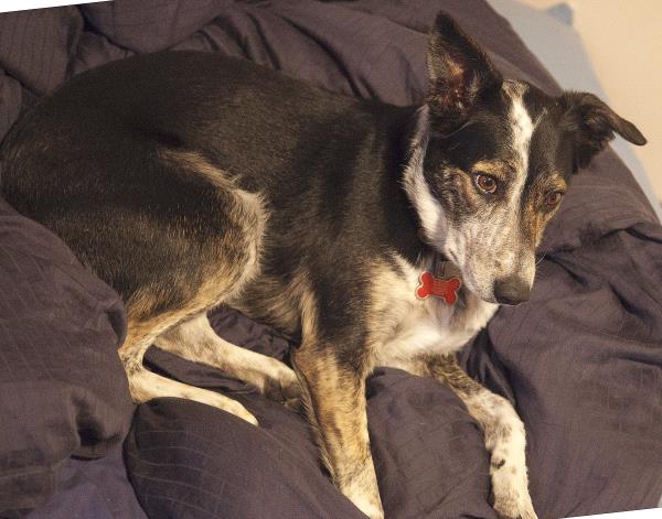 /Images/uploads/Humane Society of Utah/HSUCalendar/entries/599thumb.jpg